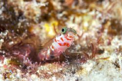 Cute Secretary Blenny by Terry Moore 